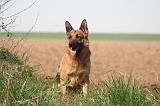 BERGER ALLEMAND 1317